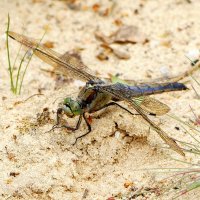 опять про стрекоз 13 :: Александр Прокудин опять про стрекоз 13 :: Александр Прокудин