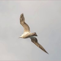 Про птиц... :: Aquarius - Сергей