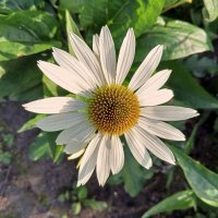 Эхинацея :: Сапсан 