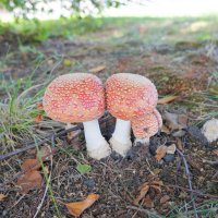 Мухомор. :: Alex 711402