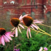 Эхинацея на Манежной. :: Татьяна Помогалова