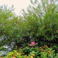 Шиповник под ивами :: Veera V