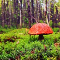 Август...Красный гриб среди зеленых мхов! :: Владимир 