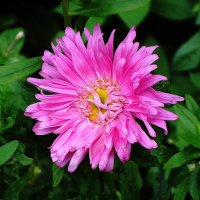 Астра :: Рита Симонова