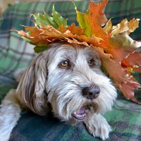 Пролетело лето двадцать, двадцать пять. Осень золотая на дворе опять... )) :: Владимир Хиль Пролетело лето двадцать, двадцать пять. Осень золотая на дворе опять... )) :: Владимир Хиль