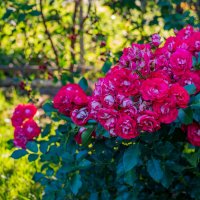 Букет :: Петр 