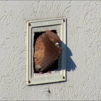 В бывшем гнезде соколов :: Сеня Белгородский