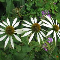 Белая эхинацея :: Людмила Смородинская