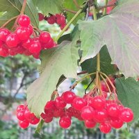 Калина. :: Ольга 