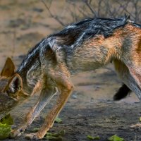 Чепрачный шакал :: Aleksey Afonin