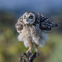 сова болотная :: юрий макаров