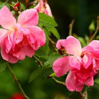 Плачат по тебе цветы.... :: Юрий. Шмаков Плачат по тебе цветы.... :: Юрий. Шмаков