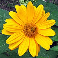 Цветы. :: Владимир Драгунский