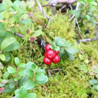 По ягодным местам :: Ольга 