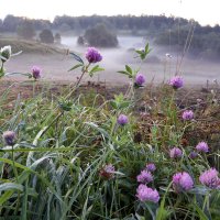 Утро в Царицыне :: Михаил Бибичков