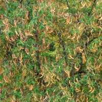 Акация :: Игорь Сикорский