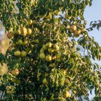 Груща :: Игорь Сикорский Груща :: Игорь Сикорский