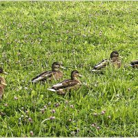 Семейка. :: Валерия Комова