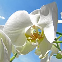 орхидеи :: ИРЭН@ . орхидеи :: ИРЭН@ .