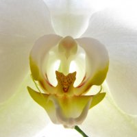 орхидея или летучая мышка? :: ИРЭН@ .