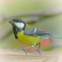 семечка :: Andrey Bragin 