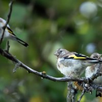Молодые щеглы. :: Владимир Безбородов