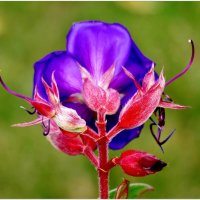 КРАСАВЧИК... :: Elvira E. 