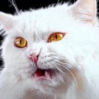 Белая ангорская кошка :: Aleksey Afonin