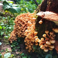 Один пенёк - и полная корзинка! :: veilins veilins