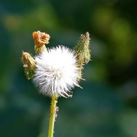 Пушистик :: Светлана 