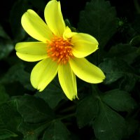 Жёлтая  георгина :: Валентин Семчишин