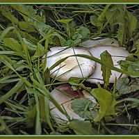 Из прогулки по городу :: Владимир Кроливец Из прогулки по городу :: Владимир Кроливец