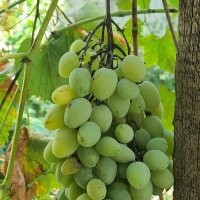 Созревает... :: Наталья 