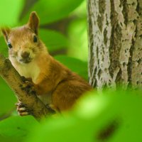 В души-то Я живу :: Владимир Максимов