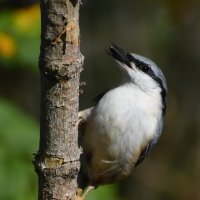 ПОПОЛЗЕНЬ. :: DianaVladimirovna 