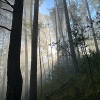 утро :: Николай Шерстнев