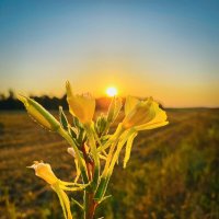 *** :: Игорь Чичиль