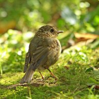 Заряныш сегодня :: Вячеслав Минаев Заряныш сегодня :: Вячеслав Минаев
