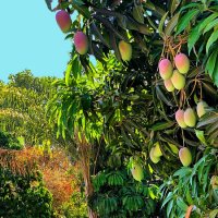 ПЛОДЫ МАНГО ЗРЕЮТ :: Анатолий Малобродский ПЛОДЫ МАНГО ЗРЕЮТ :: Анатолий Малобродский