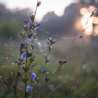 Утро :: Олег Дорошенко