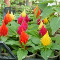 ЦЕЛОЗИЯ :: СЕРГЕЙ ФИЛОЧКИН