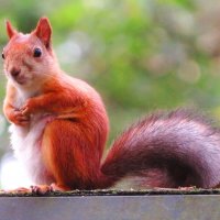 Белочка :: Андрей Снегерёв Белочка :: Андрей Снегерёв