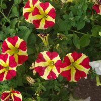 петуния :: СЕРГЕЙ ФИЛОЧКИН