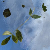 Шторм за окном... :: liudmila drake Шторм за окном... :: liudmila drake