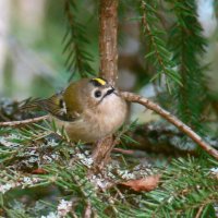 желтоголовый королёк :: gawrilа - dan