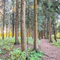 Лес :: Наталья 