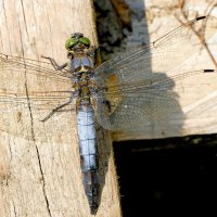 опять про стрекоз 17 :: Александр Прокудин опять про стрекоз 17 :: Александр Прокудин