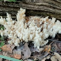 Про грибы :: Наталья Герасимова