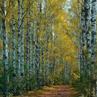 осень :: Владимир иванов