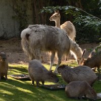 Дружная семейка :: <<< Наташа >>>